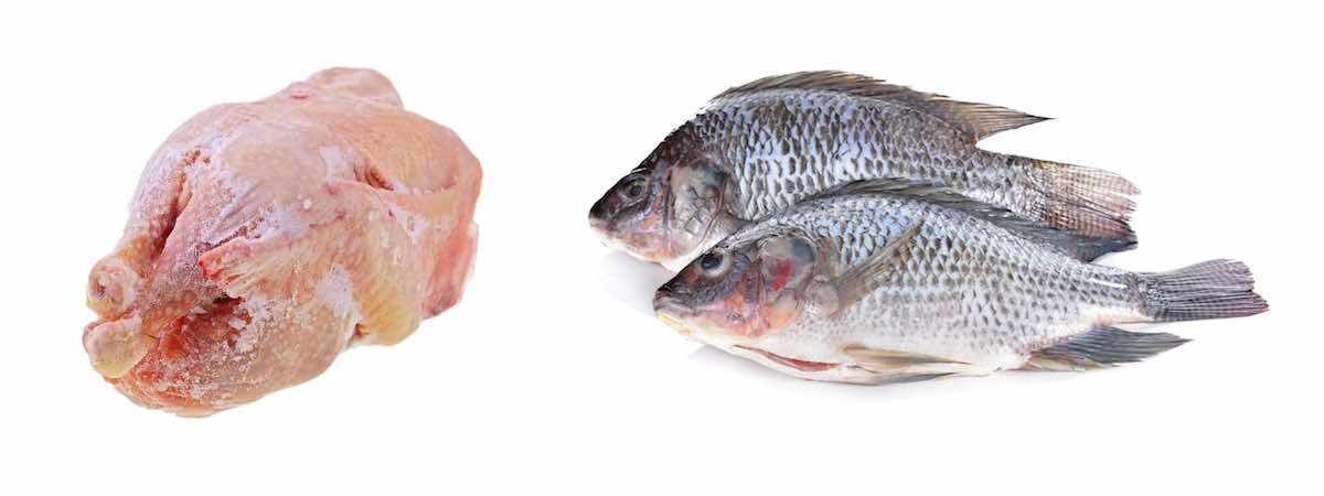 Poulet et poissons congelés parNodé Négoce